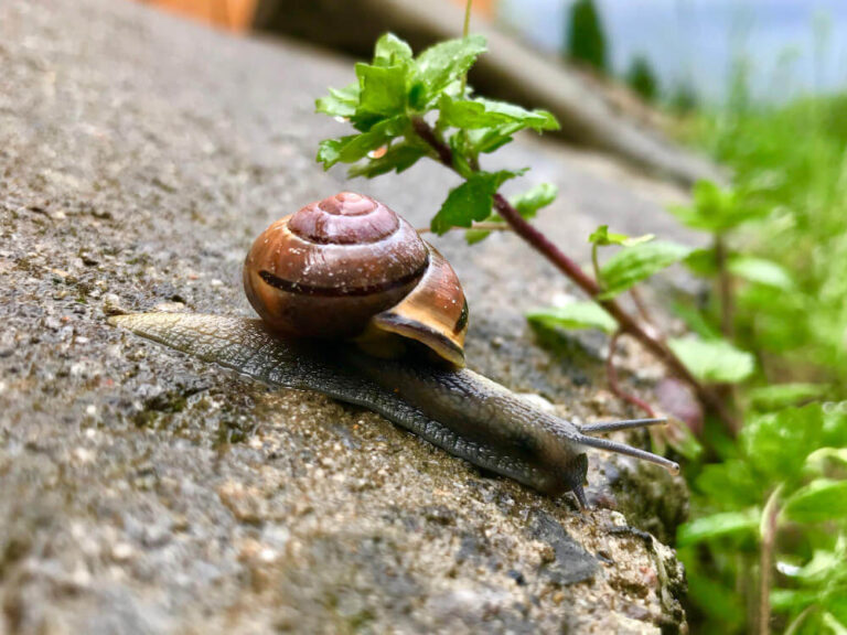 Jakie są sposoby na pozbycie się ślimaków z ogrodu?