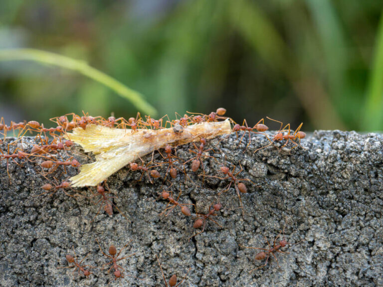 Jak pozbyć się mrówek w ogrodzie?