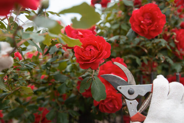 Jak efektywnie nawozić róże – kompleksowy poradnik
