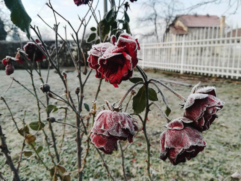 Jak zabezpieczyć róże na zimę? Praktyczny poradnik dla każdego ogrodnika