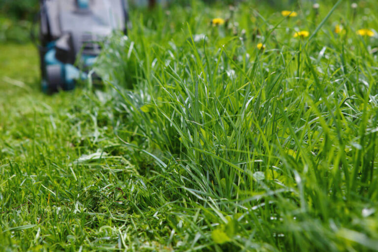 Jak efektywnie nawieźć trawnik – kompleksowy poradnik