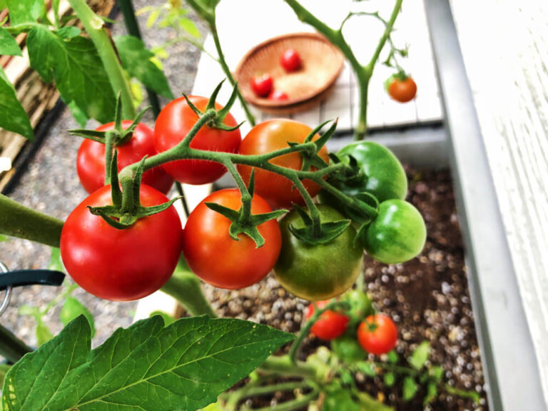 Jak skutecznie zapylić pomidory? Praktyczne metody dla każdego ogrodnika